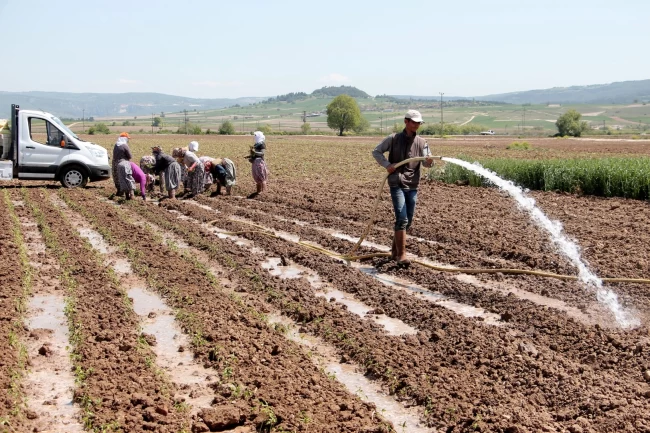 Bursa Yenişehir Ovası'ndan su krizi uyarısı! Yenişehir'de su seviyesi tehlikede!