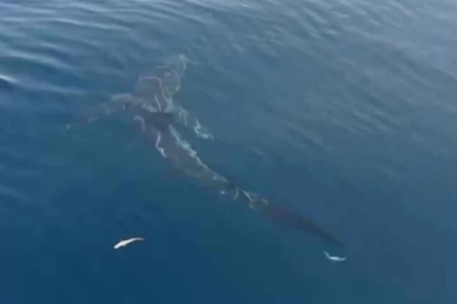 Saros'ta 2,5 metrelik köpekbalığı balıkçıları şaşırttı