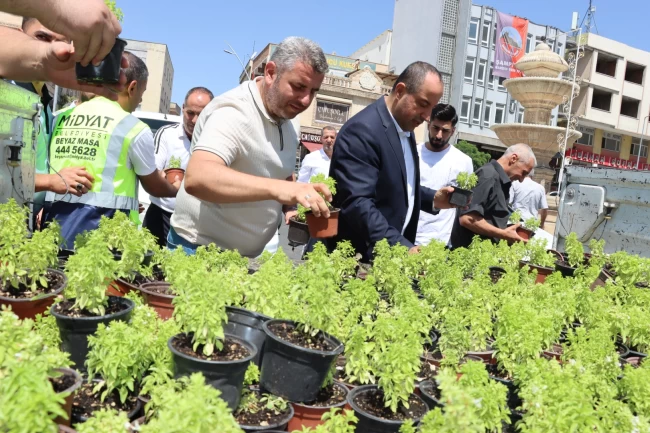 Mardin Midyat'ta fesleğen ve reyhan dağıtıldı