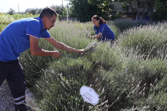 Muğla'da aromatik üretim ekonomiye katkı sağlıyor