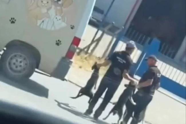 Düzce'de sokak köpeklerinin toplanma görüntüleri sosyal medyada tepki çekti