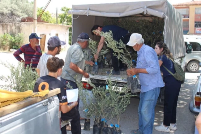 Antalya'nın 19 ilçesine 40 bin zeytin fidanı desteği