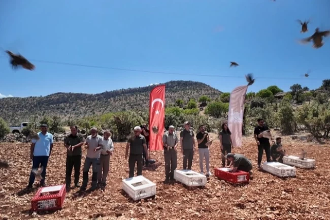 Mardin'de doğaya 300 kınalı keklik salındı