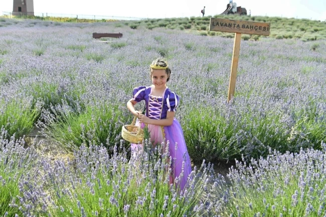 Ata Çiftiği'nde lavanta hasadı