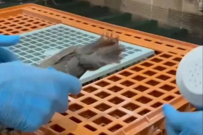 Keklikler doğaya kavuşuyor