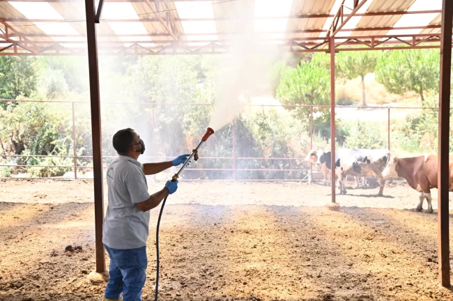 Manisa Sarıgöl'de Akabane hastalığına karşı ilaçlama