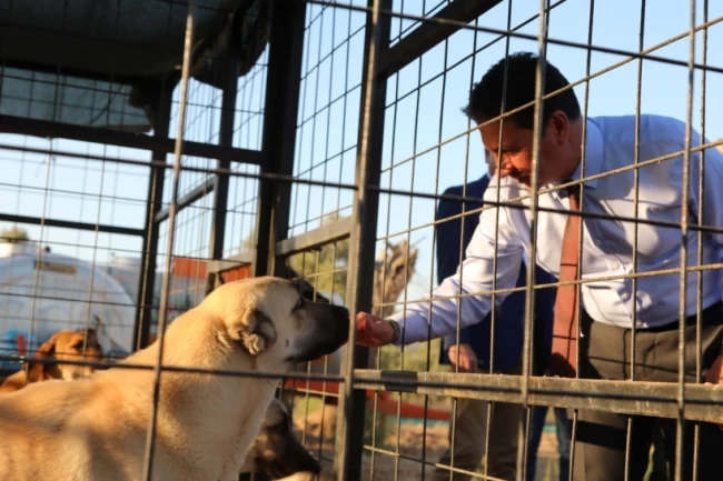 Muğla Büyükşehir'den 3 bin 779 can dosta yeni yuva