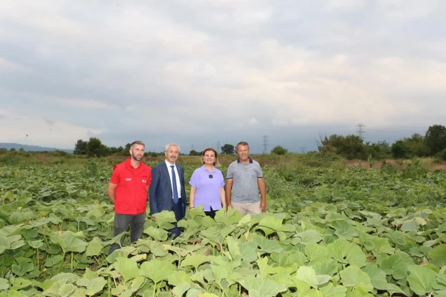 İzmit'ten balkabağı üretimine yerel destek