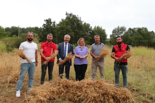 İzmit Belediyesi ilk nohut hasadını yaptı