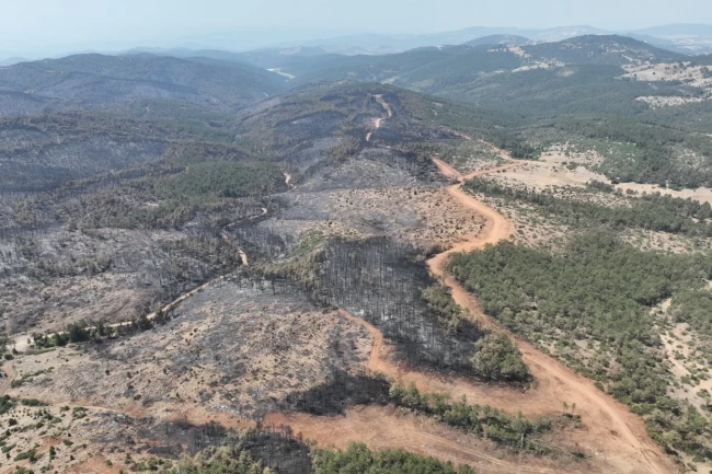Bursa'da yanan ormanlar yeniden yeşerecek... 11 Kasım'da fidan dikimine davet