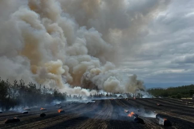 Bursa Yenişeir'de anız ve orman yangını