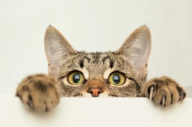 Başakşehir'de kediye şiddet olayının şüphelisi gözaltında!