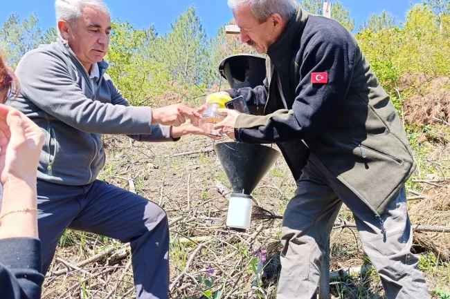Bursa'da kabuk böceklerine karşı biyolojik mücadele başladı