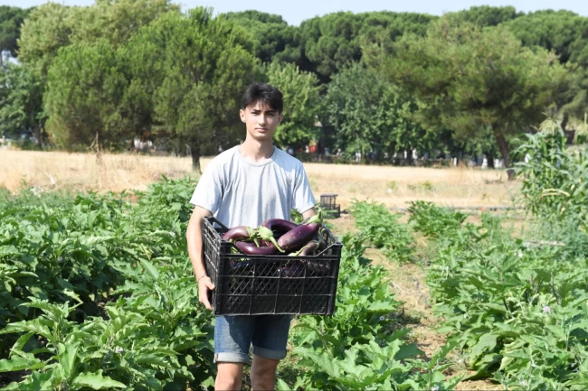 Gazi Tarım'da hasat zamanı
