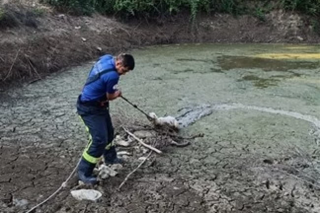 Gölete düşen kuzuyu kurtardılar