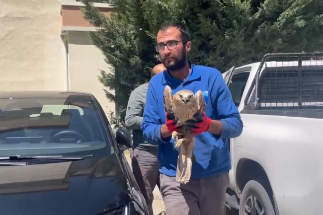 Kayseri Büyükşehir'den yaralı şahine yardım