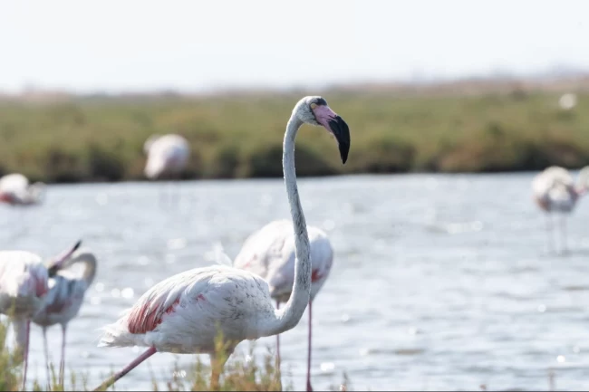 İzmir'de 'Flamingo Yolu' turları yeniden başladı
