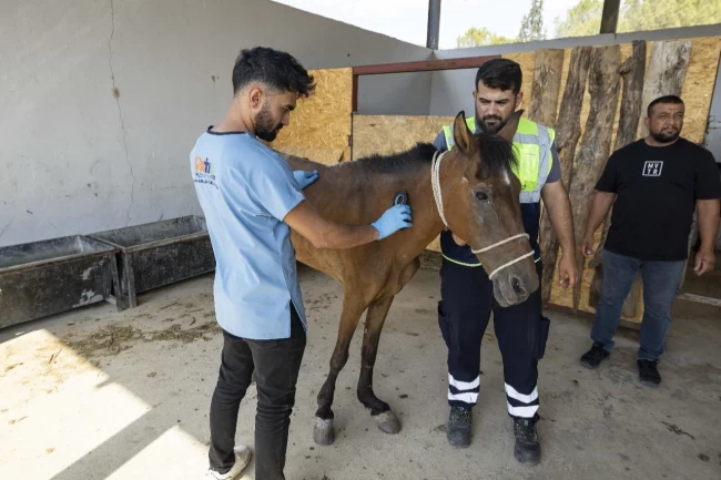İzmir Buca'da terk edilen atlar Pako'da güvenli yaşama kavuştu