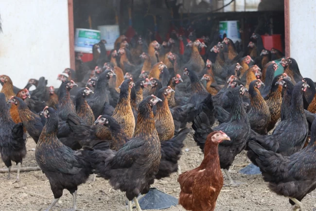 Kocaeli'de tavukçuluğa büyük destek: 16 bin tavuk üreticiyle buluştu