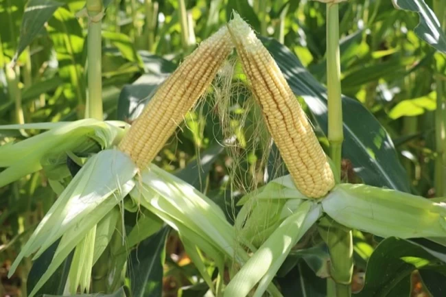 TİGEM'den 4 bin 500 ton silajlık mısır ihalesi