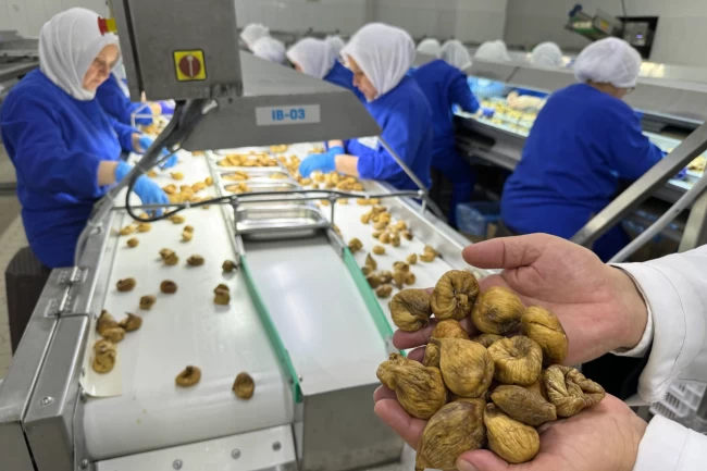 Kuru incir ihracatı 350 milyon doları aştı... İhracat için ilk gemiye hazırlanılıyor