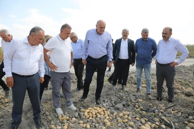 Konya Şeker'den yerli patates tohumu müjdesi... 2027'de dışa bağımlılık bitecek