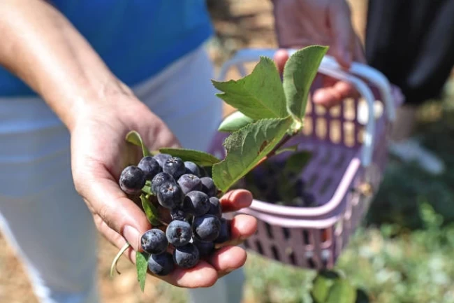 Antalya'da yerelden kalkınma! Beğiş'te üretici kazandı