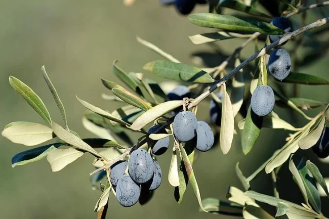 İşte Bursa'da zeytin üreticinin en büyük sorunu