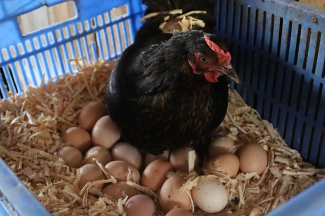 Kocaeli'de hibeli tavuk desteği üreticiye can suyu oldu