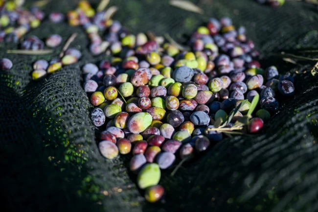 İzmir Bornova'da 1500 zeytin ağacında hasada başlandı