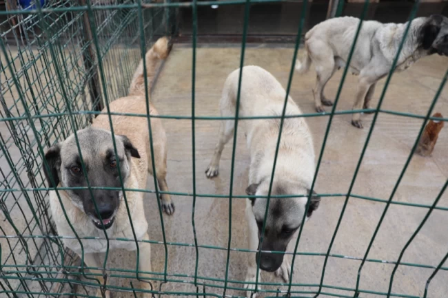 Sivas Belediyesi'nden sokak hayvanlarına modern barınak