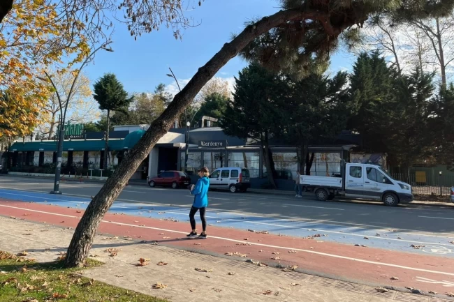 Ordu'da tehlike arz eden ağaçlar için güvenlik çalışması