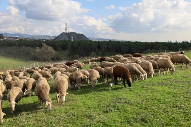 Kocaeli'de damızlık koç desteğiyle kuzulama oranları artıyor... Sürüler güçlendi, verim arttı