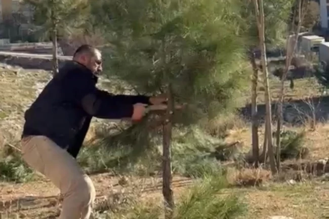 Mardin Artuklu'da muhtar kendi elleriyle ağaçları budadı