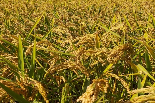 Pirinç ithalatı Ekim'de 13 kat arttı