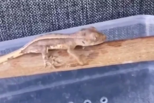 Burdur'da yasaklı yaban hayvanları ele geçirildi