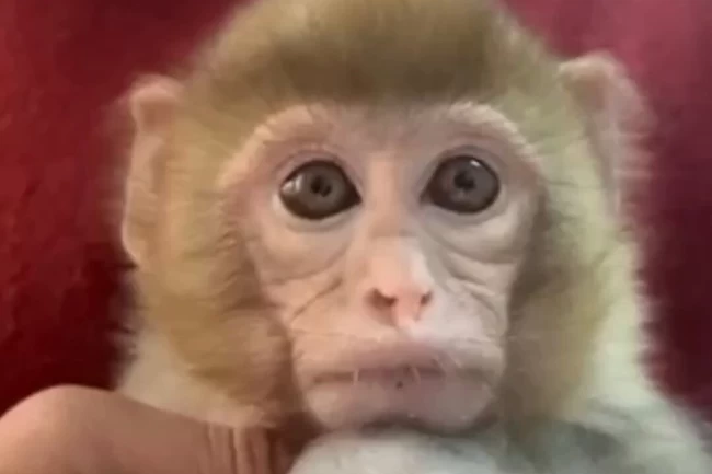 Elazığ'da yavru makak maymunu korumaya alındı