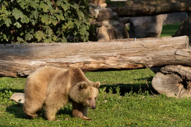 İzmir Doğal Yaşam'ın yeni sakinleri siyah jaguar ve boz ayı oldu