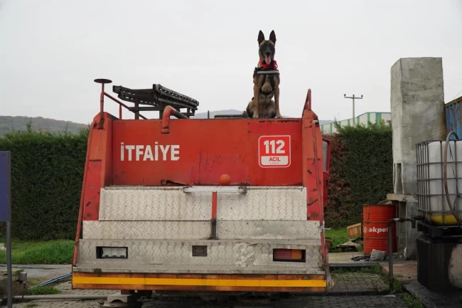 Balıkesir İtfaiyesi'nin yeni kahramanı: K9 köpeği İda