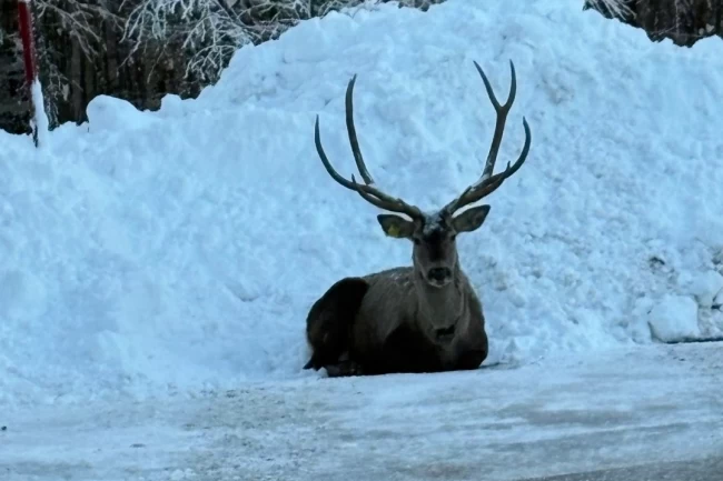 Karla kaplı Kuzuyayla'da kızıl geyik görüntülendi