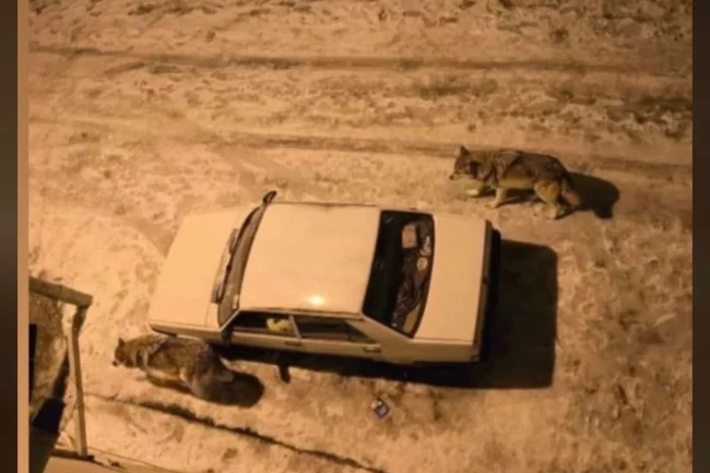 Yoğun kar sonrası kurtlar şehir merkezine indi