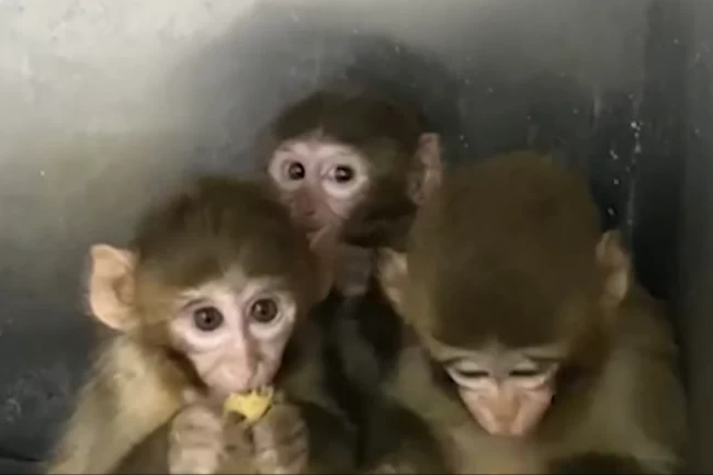 Bursa'da üç makak maymunu koruma altında