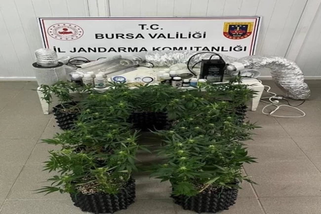 Bursa İnegöl'de evde esrar üretimine Jandarma baskını