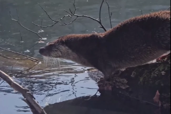 Yedigöller'de nesli tehlike altında olan su samuru görüntülendi