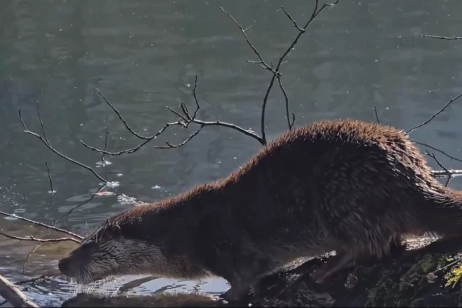 Yedigöller Milli Parkı'nda su samuru görüntülendi
