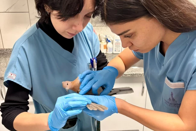 İzmir'de umudu büyüten görüntüler... Yaralı güvercin şifa buldu