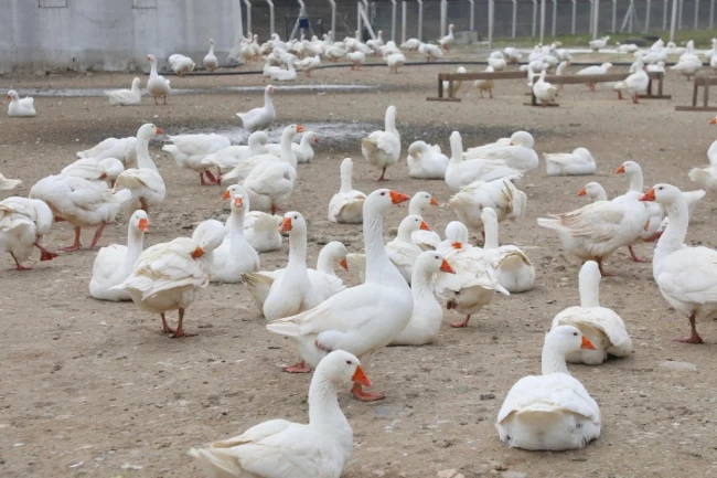 Ordu'da kaz yetiştiriciliği büyüyor