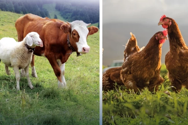 Hayvansal üretimde yükseliş... Sığırdan bala kadar artış var