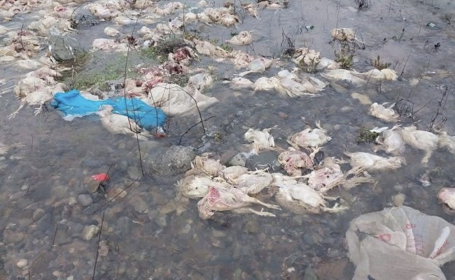 Alaplı’daki tavuk çiftliği kapatılıyor