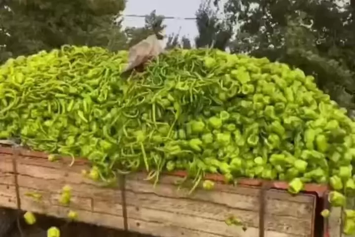 Bursa'daki "biber" görüntülerine bakanlıktan yalanlama